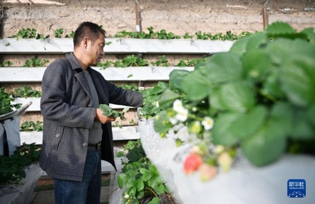 寧夏銀川：草莓產業(yè)助農增收