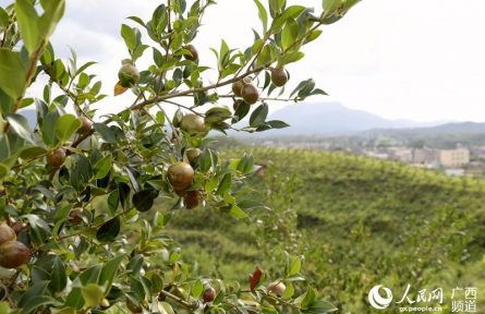 樹立大食物觀 向森林、深遠(yuǎn)海、鹽堿地要“新糧”