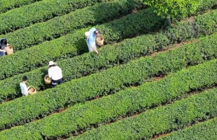 春意正濃茶飄香，湖南長沙望城烏山茶園搶“鮮”開采