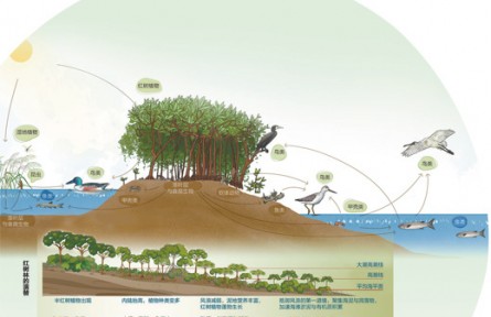 像愛(ài)護(hù)眼睛一樣守護(hù)好紅樹林