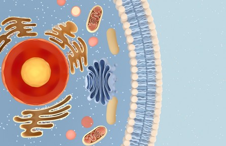 科技名詞|核糖體 ribosome