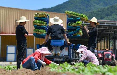 陜西太白 這里的高山蔬菜“高”在哪？