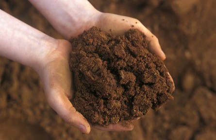 科技名詞|暗棕壤 dark brown forest soil，dark brown soil