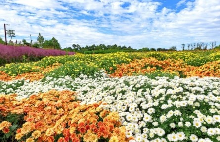 菊花，花中君子，可藥可食