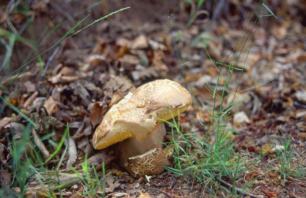 科技名詞|擔(dān)子菌 basidiomycetes