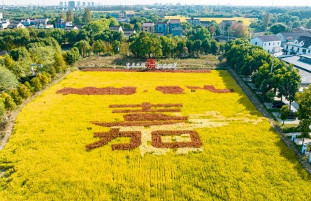 浙江嘉興：糧食播種面積和總產量連續(xù)19年全省第一