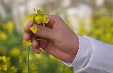 人勤春來(lái)早|開(kāi)工干勁足 油菜花田里的“追花人”