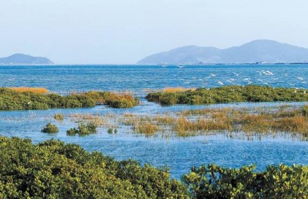 從退化到新生，福建傾力守護(hù)碧海綠洲